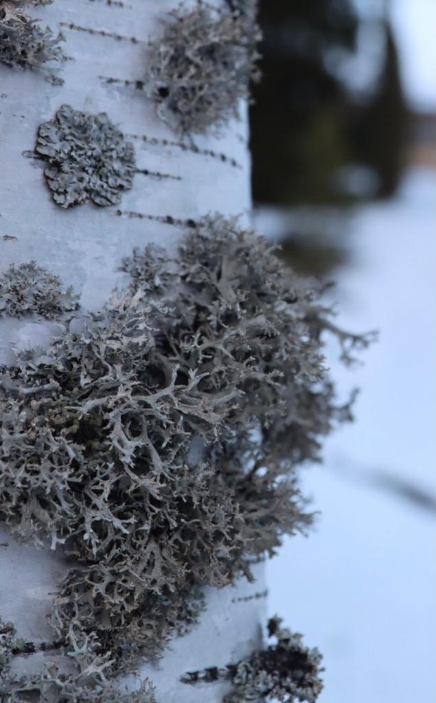 Jäkälää kasvaa koivupuun pinnassa.