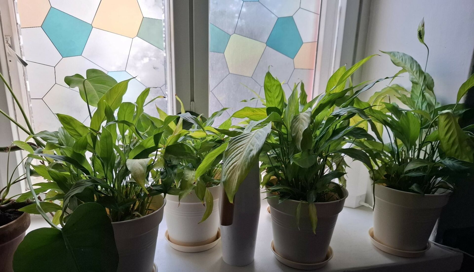 Viherkasveja ruukuissaan ikkunalaudalla. Taustalla ikkuna, joka muistuttaa lasimaalausta.