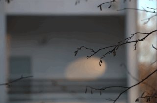 Etualalla puun paljaita oksia. Taustalla kerrostalon parveke.