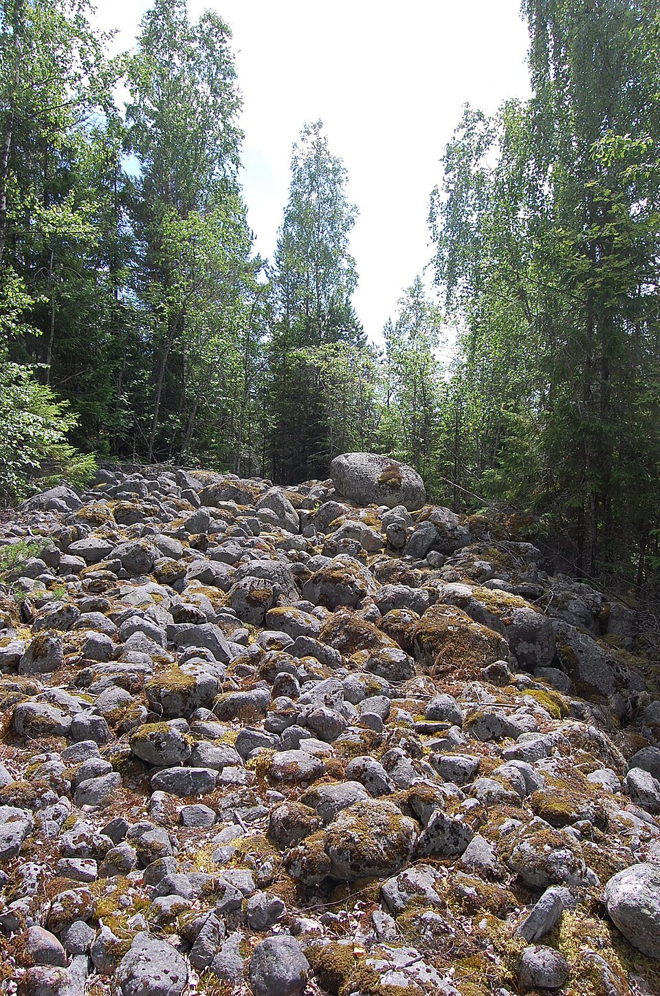 Laaja kivikko eli pirunpelto, jonka taustalla on metsää.